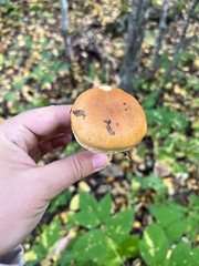 Hemipholiota populnea