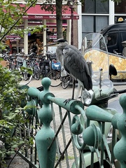Ardea cinerea