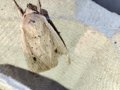 Leucania joannisi