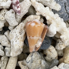 Conus capitaneus