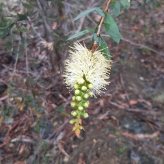 Melaleuca pallida