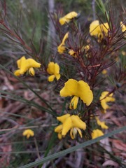 Gompholobium grandiflorum