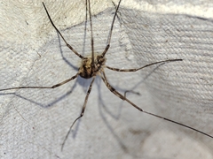 Phalangiinae