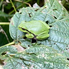 Hyla arborea