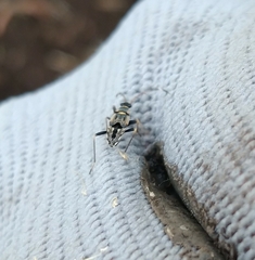 Beosus maritimus