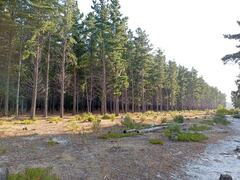 Carpobrotus edulis edulis