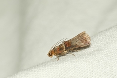Acrobasis tumidana