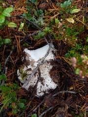 Albatrellus