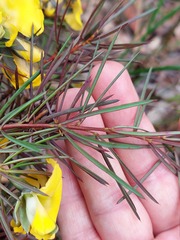 Gompholobium grandiflorum