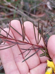 Gompholobium grandiflorum