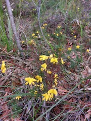 Gompholobium grandiflorum