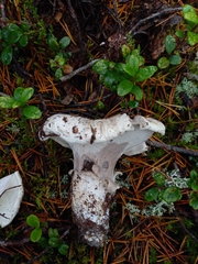 Albatrellus
