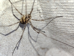 Phalangiinae