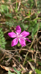 Dianthus deltoides deltoides
