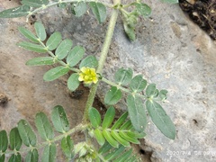 Tribulus terrestris