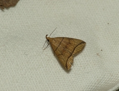 Herminia grisealis
