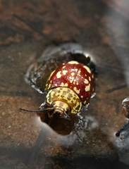 Paropsis maculata