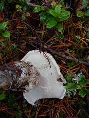 Albatrellus