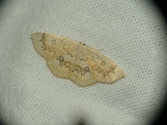 Cyclophora annularia