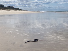 Pseudechis porphyriacus