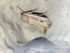 Leucania joannisi