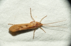 Limnephilus rhombicus