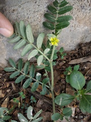 Tribulus terrestris