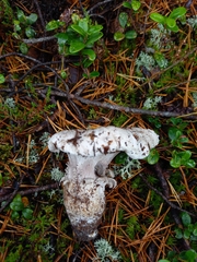 Albatrellus