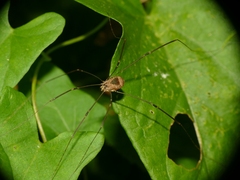 Leiobunum blackwalli