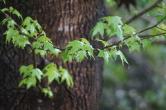 Liquidambar styraciflua