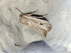 Leucania joannisi