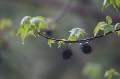 Liquidambar styraciflua