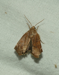 Cosmia affinis