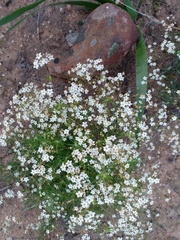 Pharnaceum aurantium