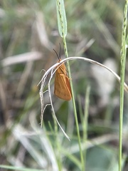 Virbia aurantiaca