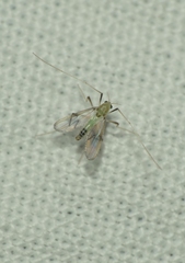 Chironomoidea
