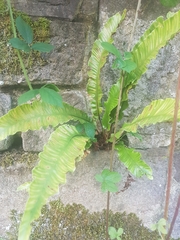 Asplenium scolopendrium scolopendrium