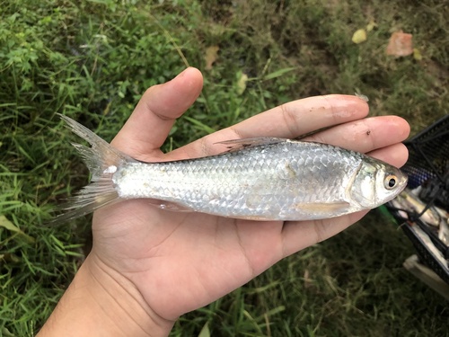 Siamese modderkarper (Henicorhynchus siamensis) — Cyprinidae