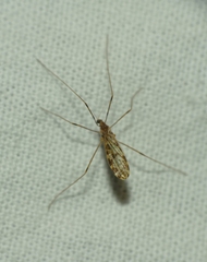 Ilisia maculata