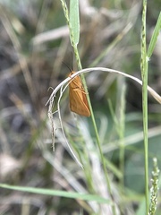 Virbia aurantiaca