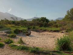 Cenchrus clandestinus