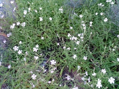 Silene undulata