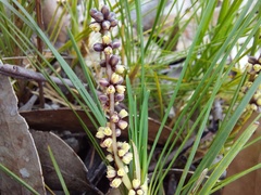 Lomandra glauca