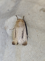 Sesamia nonagrioides