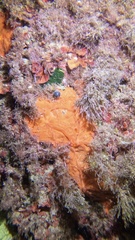 Spirastrella cunctatrix