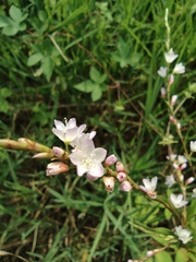 Persicaria japonica