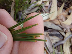 Lomandra glauca