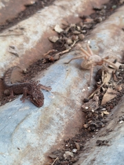 Christinus marmoratus