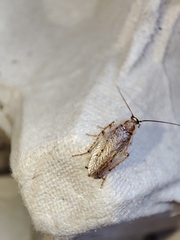 Ectobius pallidus