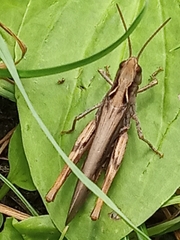Glyptobothrus